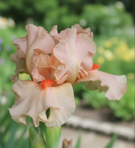 Close-up of a light pink iris flower with a green blurred background