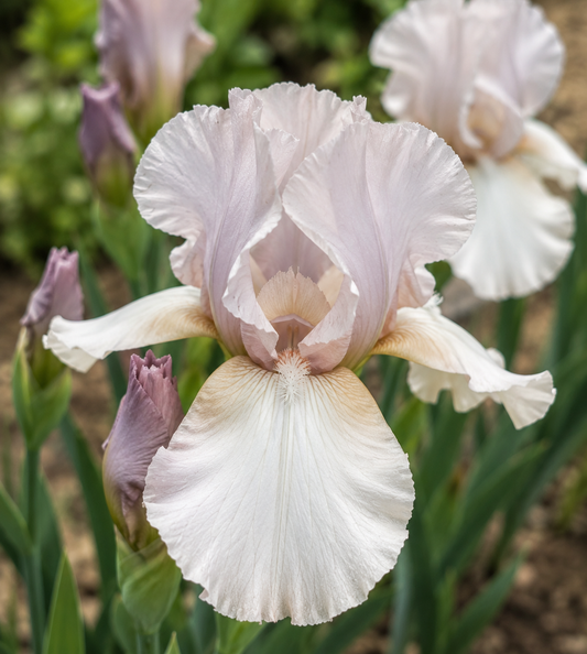 Precious Little Pink Dwarf Bearded Iris Rhizome | Soft Pink Reblooming Iris