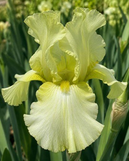 Pride of Ireland Tall Bearded Iris Rhizome | Green & Gold Bearded Iris