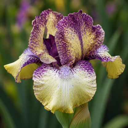 Purple Paws Standard Dwarf Bearded Iris Rhizome | Fragrant Rich Purple Ruffled Iris