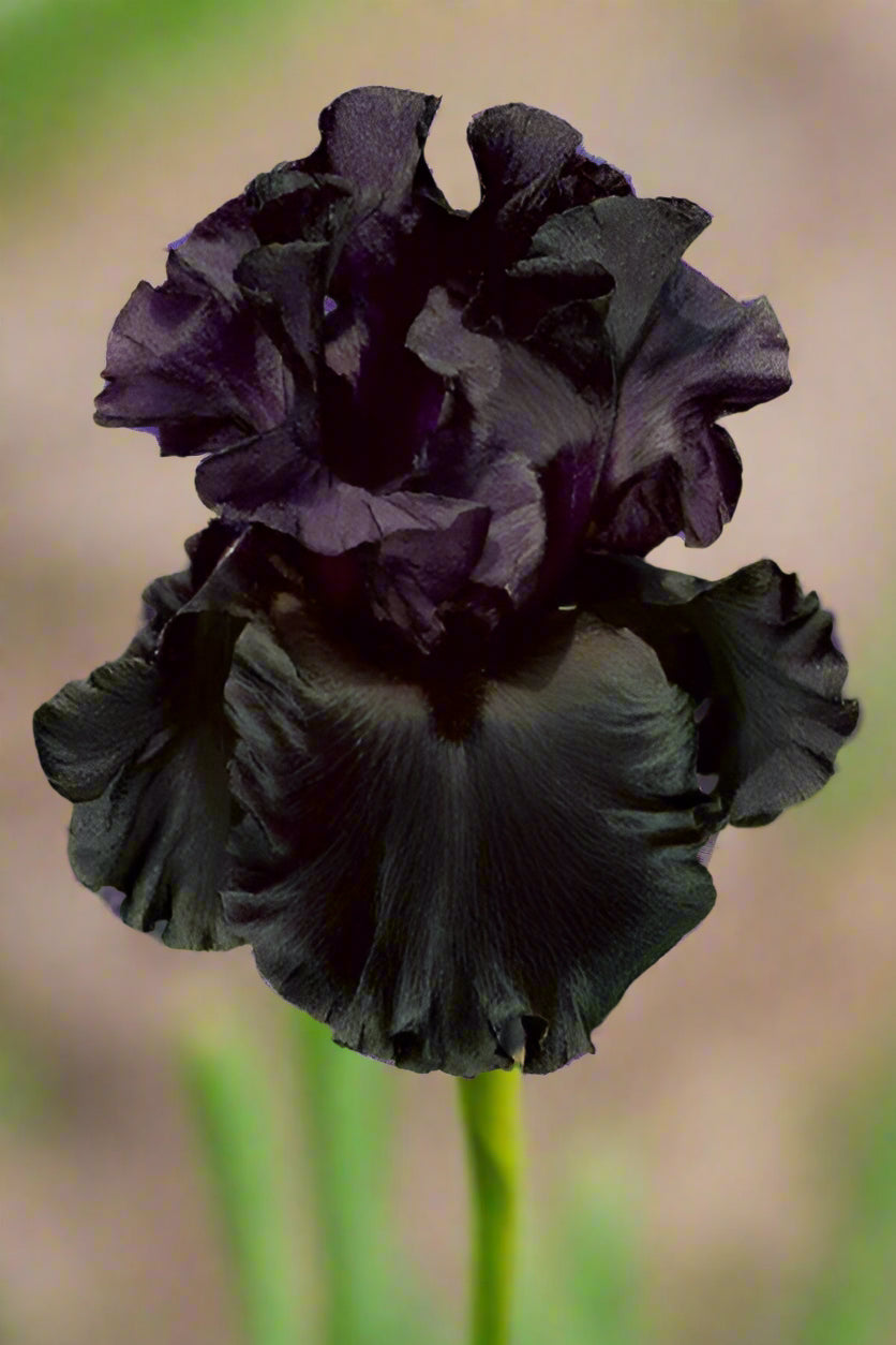'Raven Girl' bearded iris with jet-black ruffled petals on 39-inch stems, perfect for moody garden contrast—available for Fall 2025 preorder from Blue Buddha Farm.