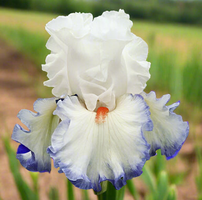 Restless Heart bearded iris with crisp white ruffled blooms edged in violet-blue and fiery red beards, blooming in spring garden at Blue Buddha Farm.
