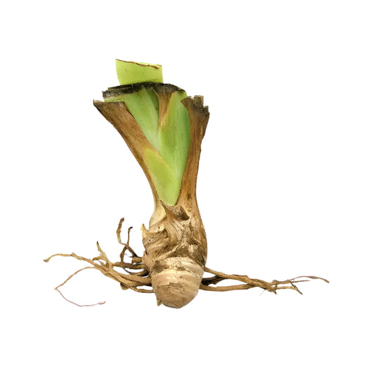 Bearded Iris 'Society Page' Rhizome – Tall Bearded | Soft Pale Pink Ruffled Blooms | 32" Tall