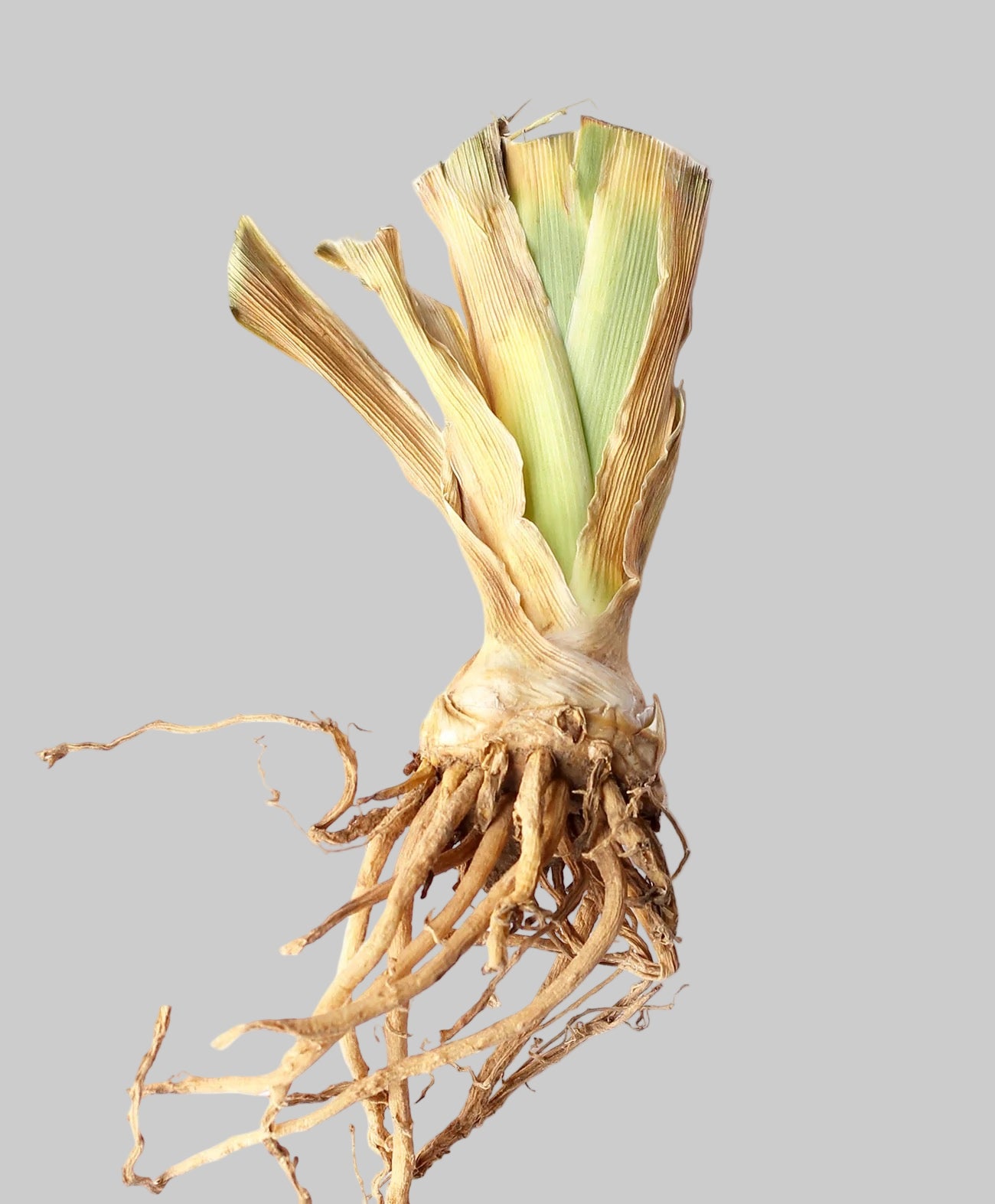 Iris rhizome showing fans after harvest