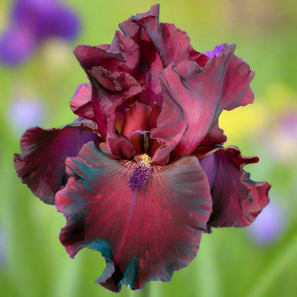 Iris ‘Rio Rojo’ in full bloom with deep red and burgundy petals.