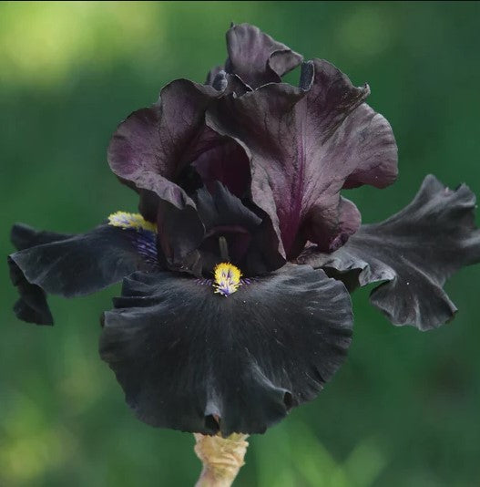 Señor Jinx Bearded Iris in full bloom with jet-black petals and yellow beards, adding drama to a garden border.
