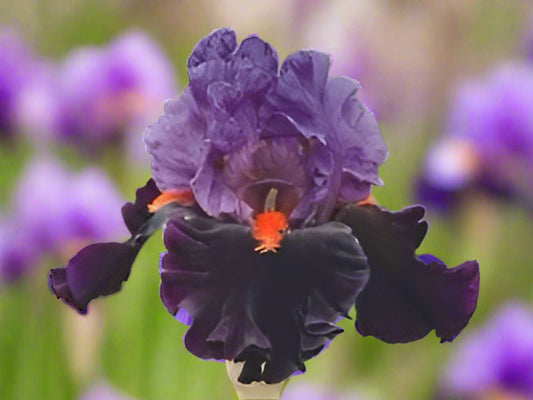 close up a a bloom of sharp dressed man bearded iris