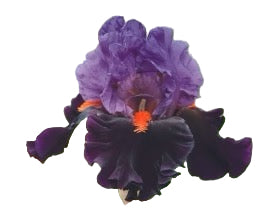 Tall Bearded Iris 'Sharp Dressed Man' in full bloom showing off dramatic color contrast.