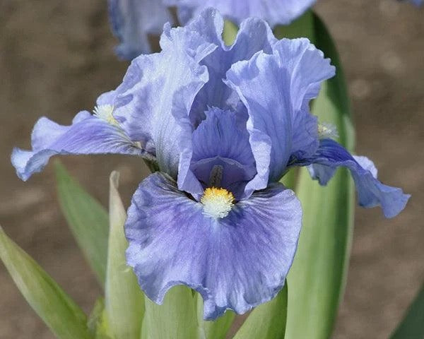 A close-up of a blue-purple iris flower with green leaves and a soft blurred brown background.