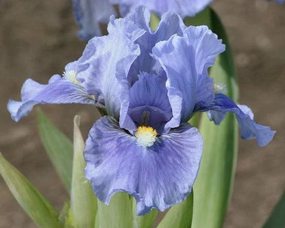 A close-up of a blue-purple iris flower with green leaves and a soft blurred brown background.