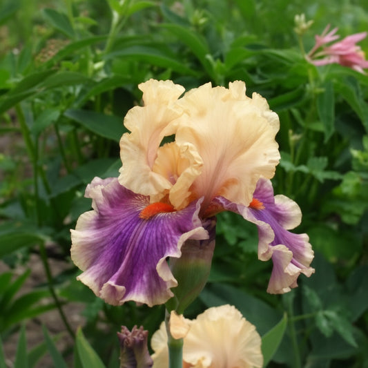 A close-up of a double-blossom iris flower with pale peach-yellow upper petals and purple ruffled lower petals, set against a blurred green garden background.