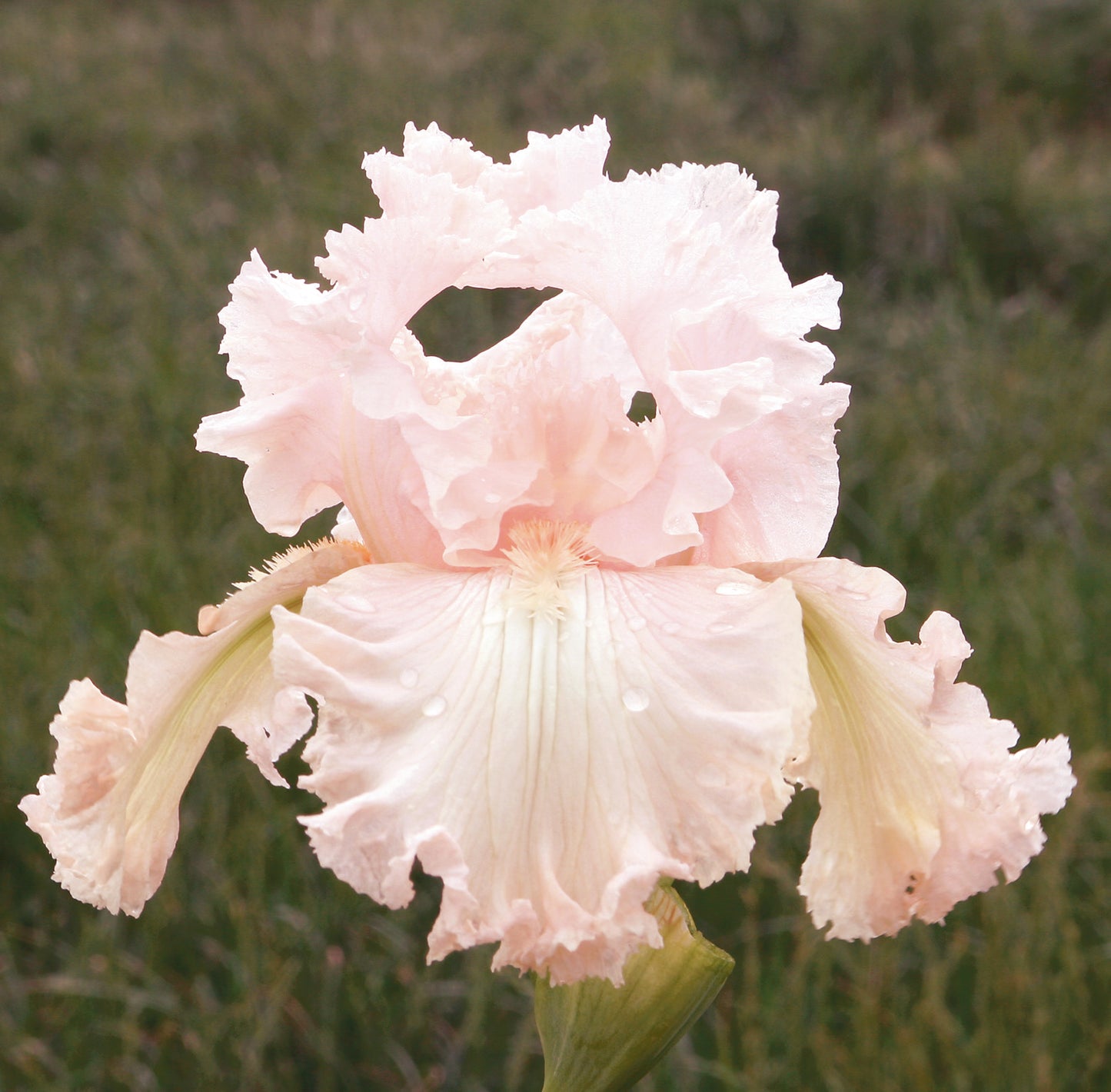 Bearded Iris 'Society Page' with soft pale pink ruffled blooms, perfect for adding elegance to spring borders from Blue Buddha Farm.