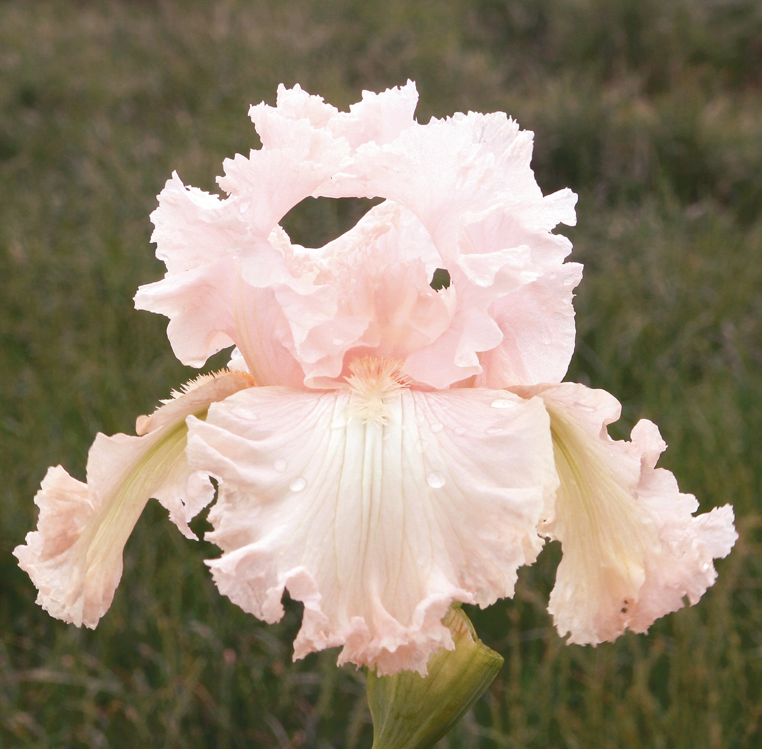 Bearded Iris 'Society Page' with soft pale pink ruffled blooms, perfect for adding elegance to spring borders from Blue Buddha Farm.