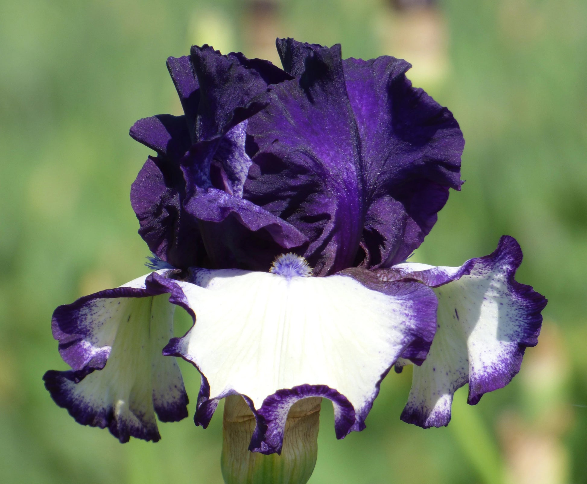 A close-up of a dark purple and white iris flower with ruffled petals, set against a soft, blurred green background from Blue Buddha Farm.