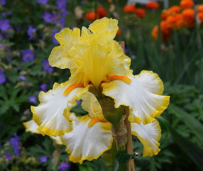 Sunrise Elegy bearded iris featuring buttercup yellow standards and creamy white falls, with vivid orange beards, blooming at Blue Buddha Farm.