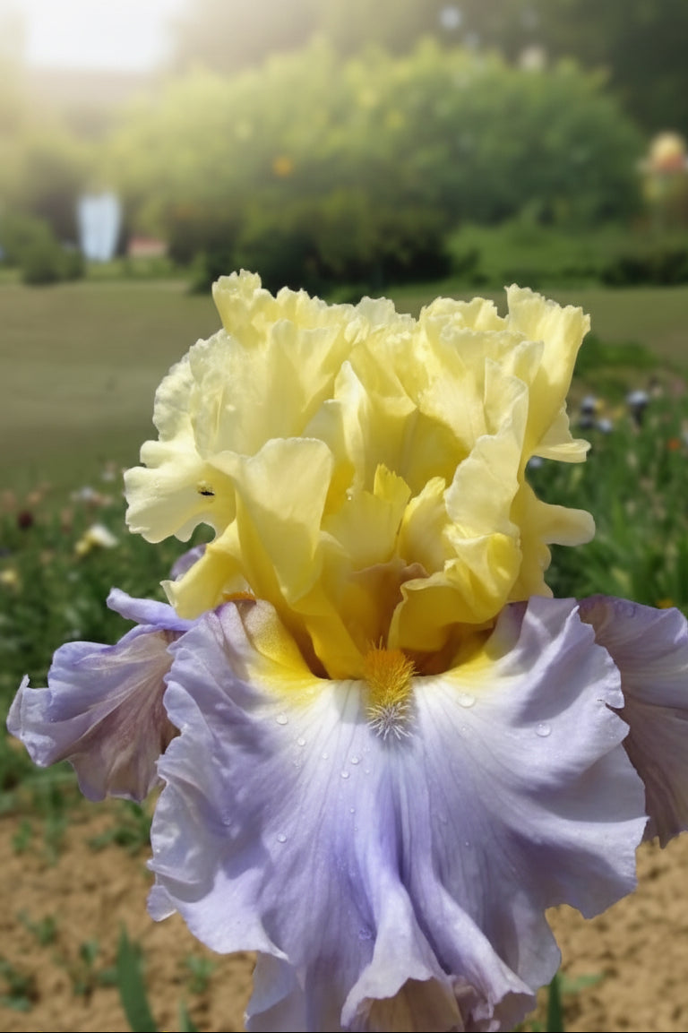 A close-up of a double bearded iris flower with a double yellow upper portion and large pale lavender-blue lower petals, photographed outdoors in a garden with blurred greenery and soil in the background from Blue Buddha Farm.