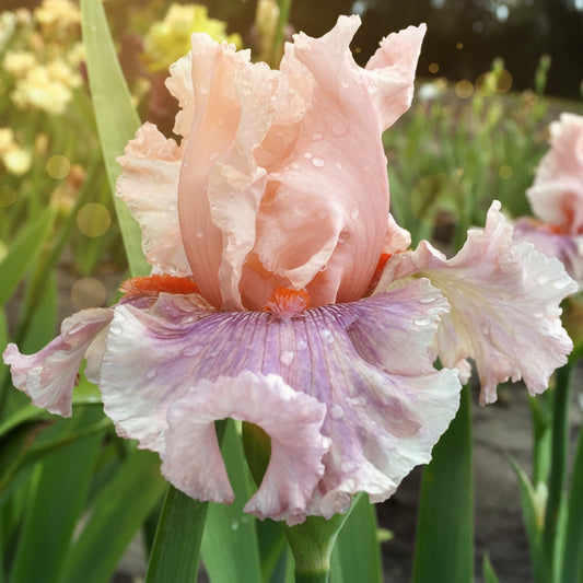 A close-up of a pink and white iris flower with purple veining and water droplets, surrounded by green leaves in a garden setting.