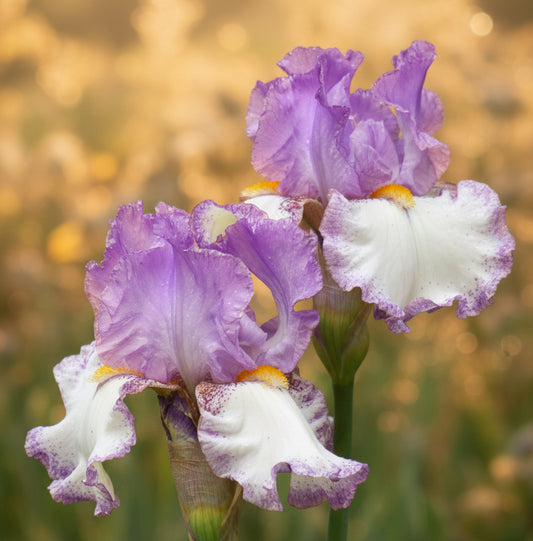 Purple and white irises in bloom with green stems, photographed outdoors against a blurred green garden background. The text 'c.