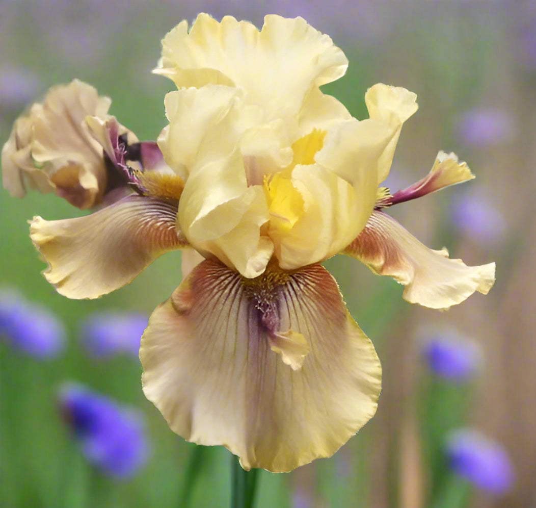 'Thornbird' Tall Bearded Iris with green-tan petals and dark violet horns emerging from its beards.