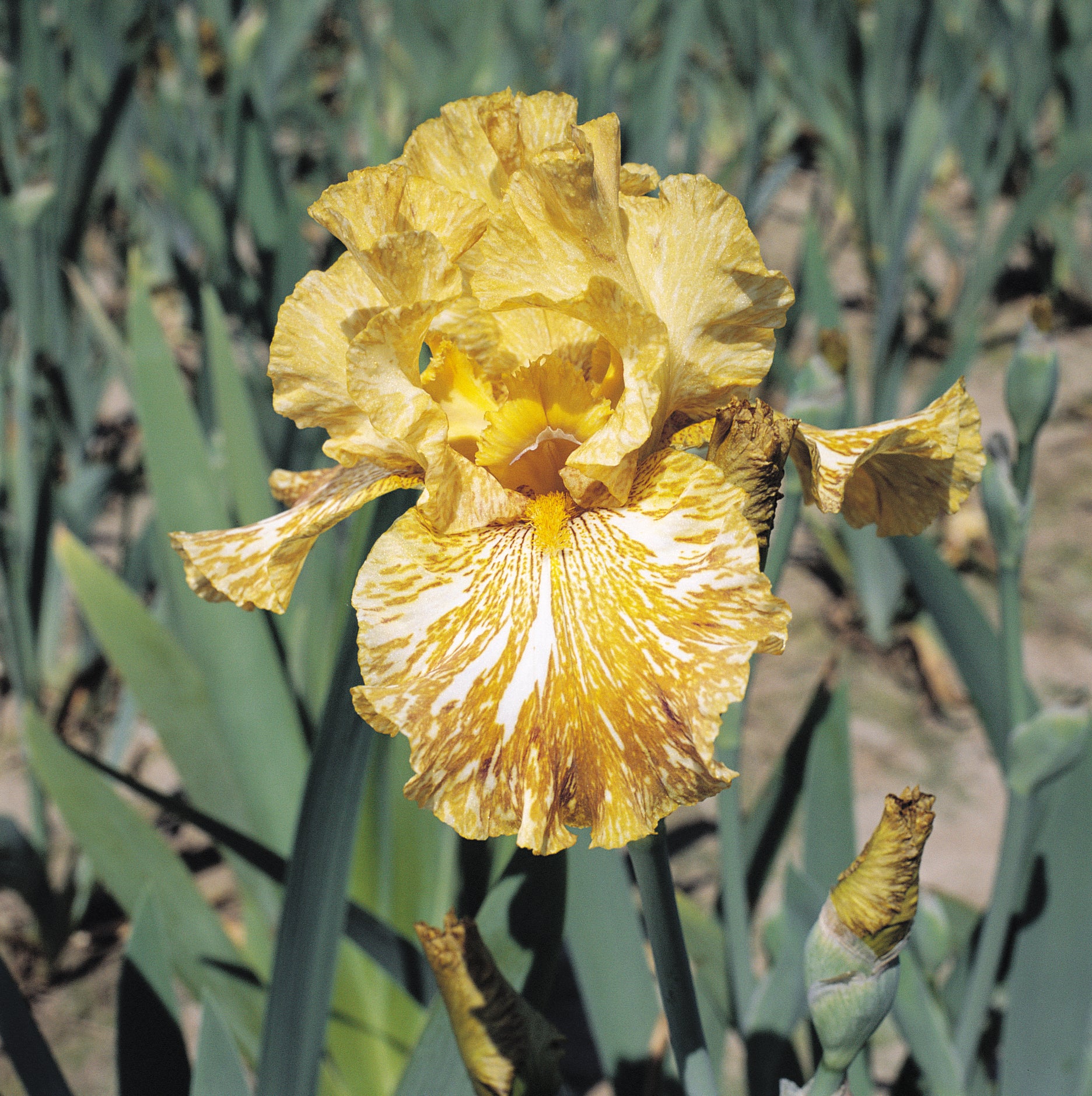 Tiger Honey iris with ruffled, striped mustard-yellow and white falls and streaked butterscotch standards, a bold broken color variety from Blue Buddha Farm.