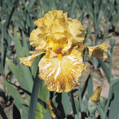 Tiger Honey iris with ruffled, striped mustard-yellow and white falls and streaked butterscotch standards, a bold broken color variety from Blue Buddha Farm.