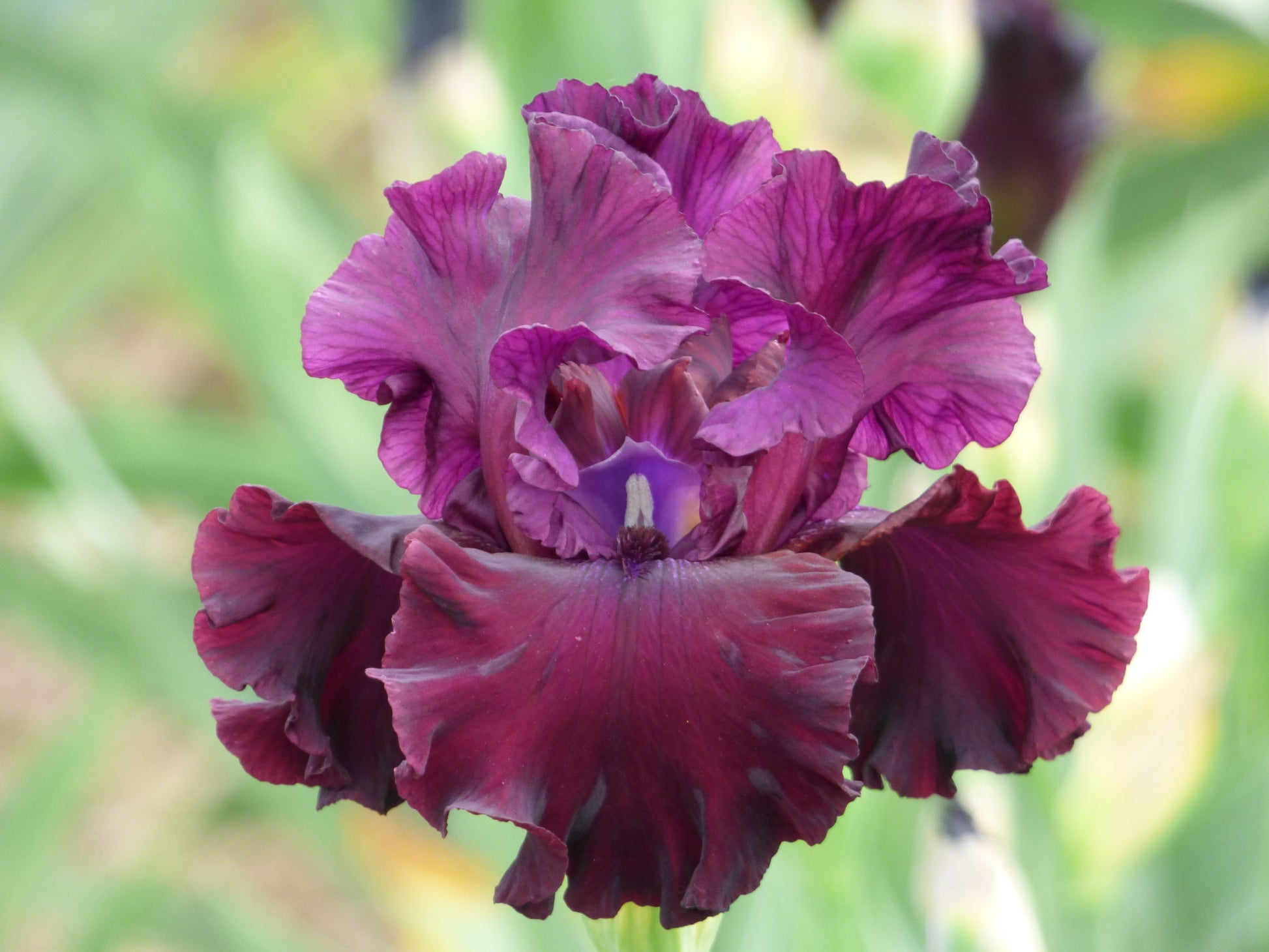 Tin Cup Chalice' iris in rich burgundy tones, lightly ruffled with elegant form, blooming late season at Blue Buddha Farm.