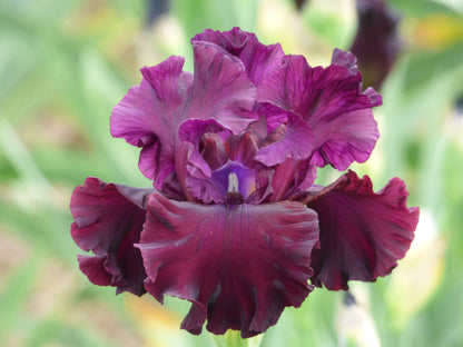 Tin Cup Chalice' iris in rich burgundy tones, lightly ruffled with elegant form, blooming late season at Blue Buddha Farm.