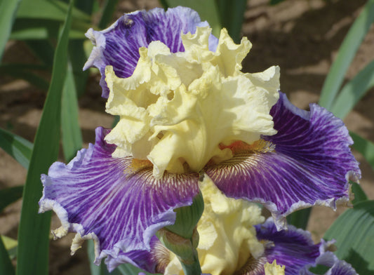 ‘To Wander’ Iris with pistachio and lemon-yellow standards, purple veined falls, and orange beards – a striking midseason bloomer from Blue Buddha Farm.