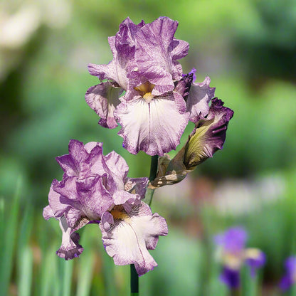 'Autumn Tryst' Bearded Iris with soft lavender edges on white petals in full bloom.