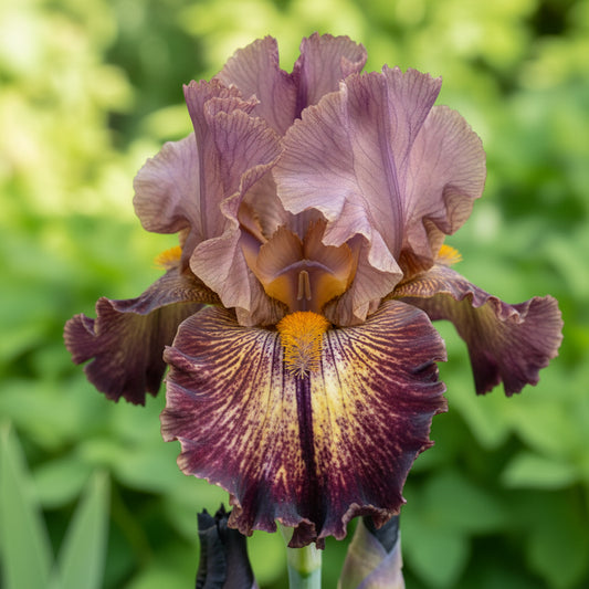 A close-up of a dark purple iris flower with yellow and orange markings, set against a blurred natural background.