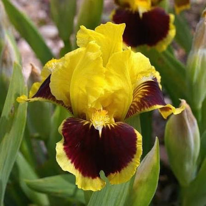 A close-up of a yellow iris flower with deep burgundy markings, surrounded by green leaves and other blurred flowers in the background.