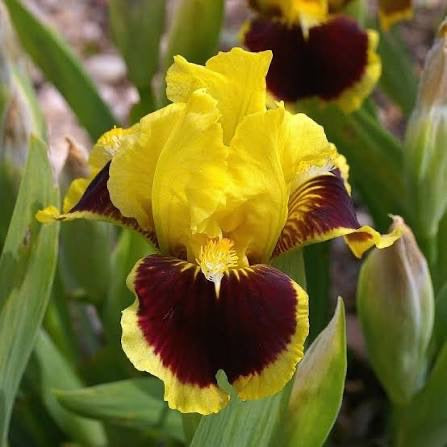 A close-up of a yellow iris flower with deep burgundy markings, surrounded by green leaves and other blurred flowers in the background.