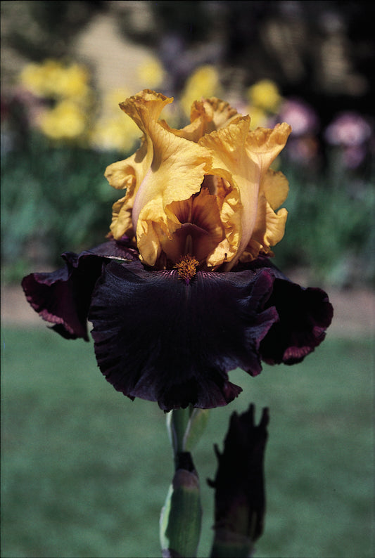 Bearded Iris ‘Vigilante’ with black-maroon falls and buttercup yellow standards, blooming midseason in a striking variegata pattern.