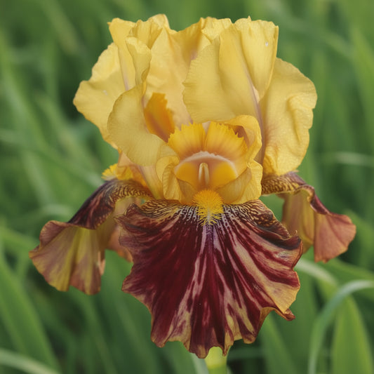 A close-up of a yellow and deep burgundy  'Ziggy' iris flower with ruffled petals, photographed outdoors against a blurred green and tan natural background.