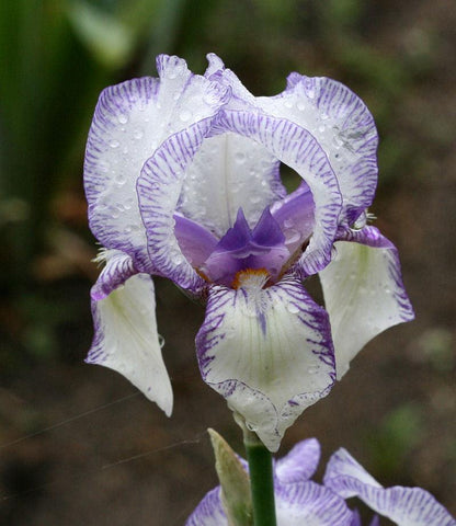 'Swerti' Bearded Iris - Blue Buddha Farm