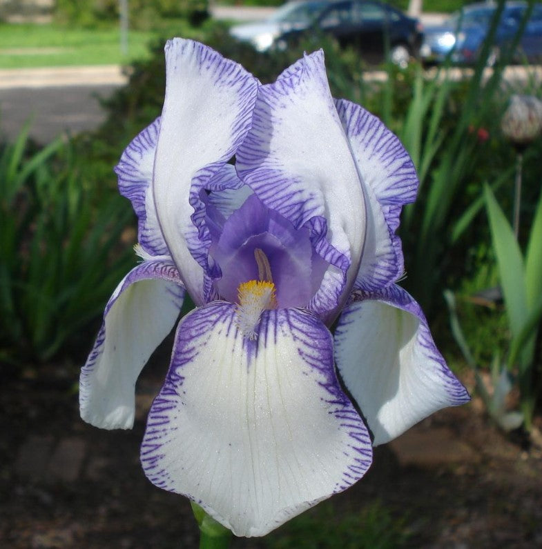 'Swerti' Bearded Iris - Blue Buddha Farm