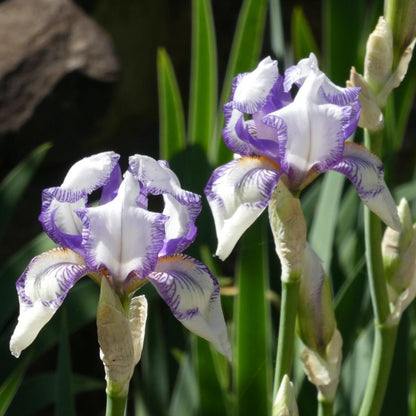 'Swerti' Bearded Iris - Blue Buddha Farm