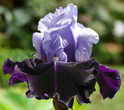 'Tempting Fate' Bearded Iris - Blue Buddha Farm