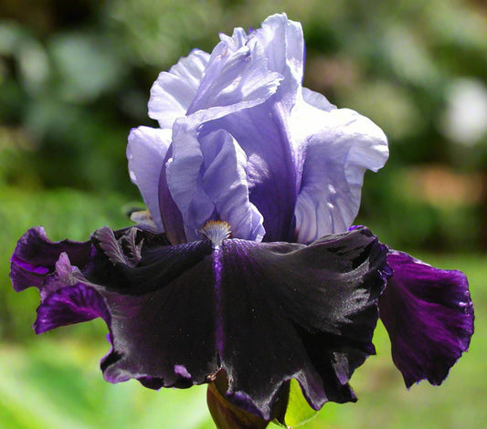 'Tempting Fate' Bearded Iris - Blue Buddha Farm