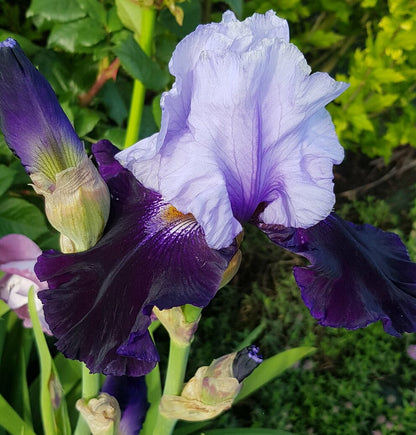 'Tempting Fate' Bearded Iris - Blue Buddha Farm