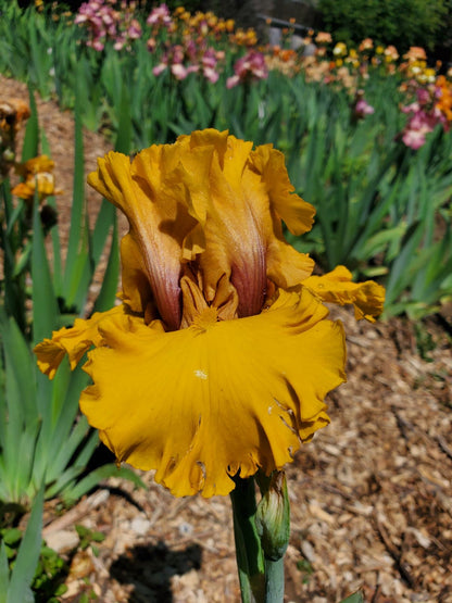 'Wealth' Bearded Iris - Blue Buddha Farm