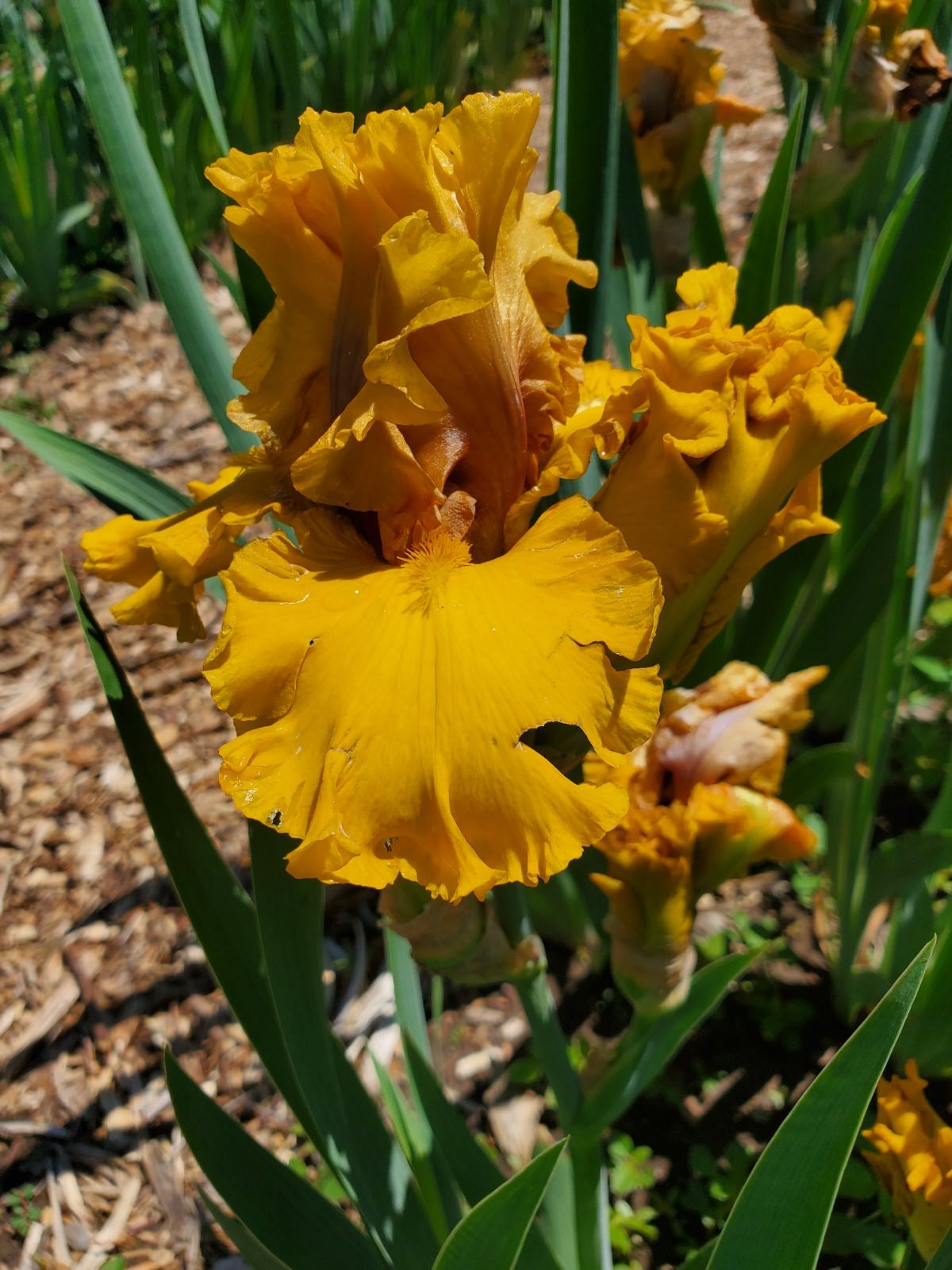 'Wealth' Bearded Iris - Blue Buddha Farm