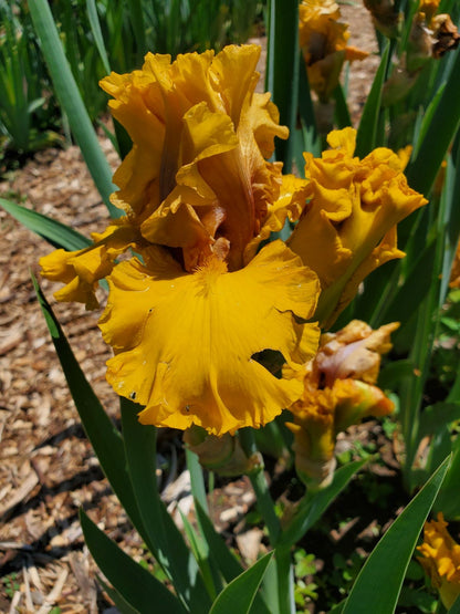 'Wealth' Bearded Iris - Blue Buddha Farm