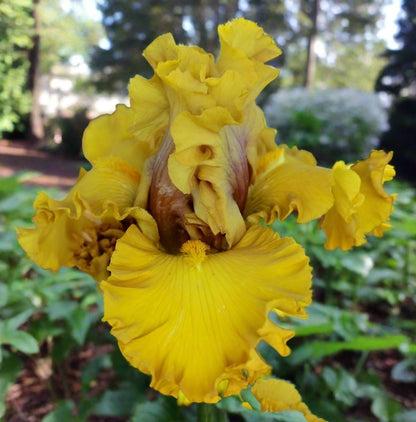 'Wealth' Bearded Iris - Blue Buddha Farm