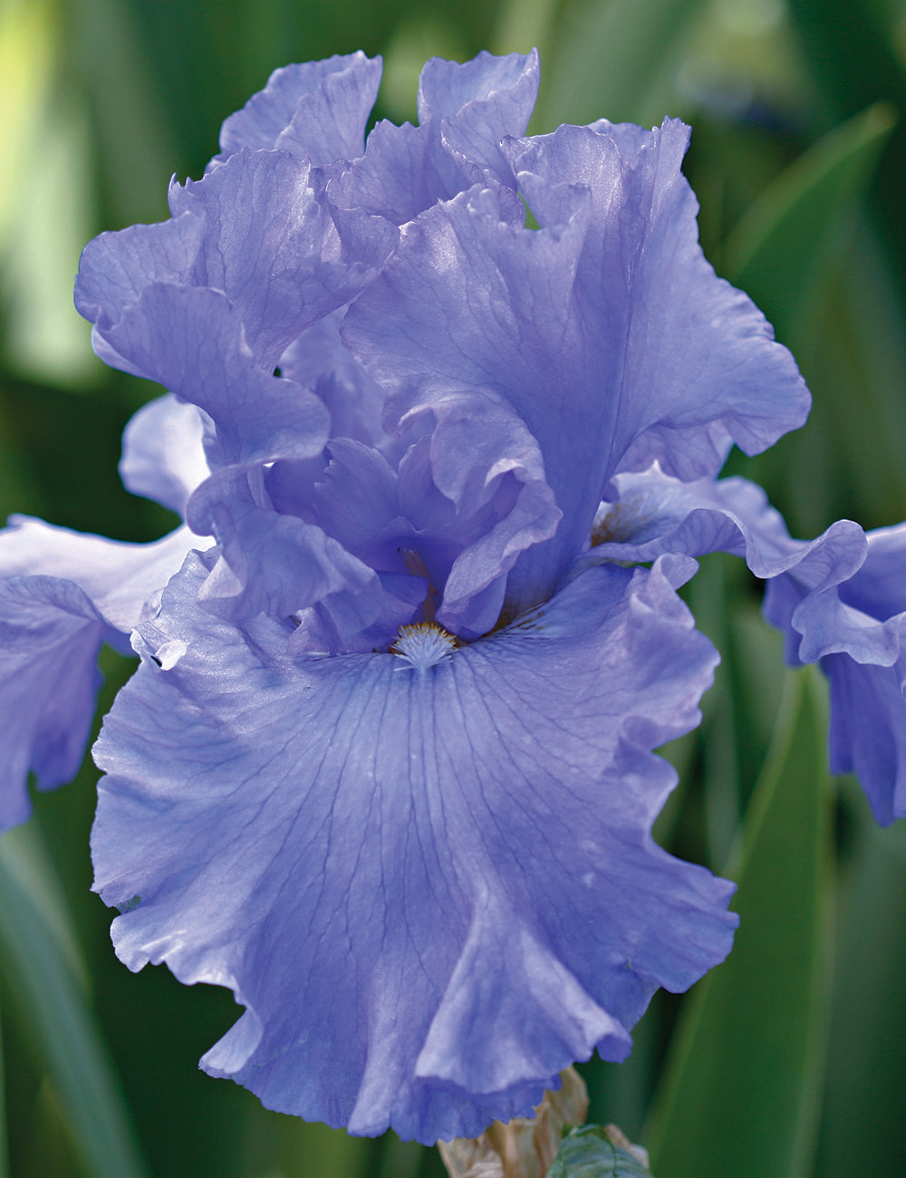 'Yaquina Blues' Bearded Iris - Blue Buddha Farm