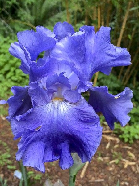 'Yaquina Blues' Bearded Iris - Blue Buddha Farm