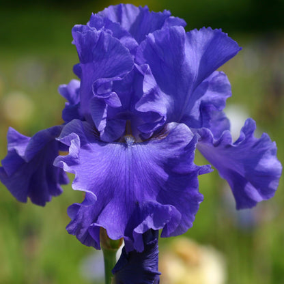 'Yaquina Blues' Bearded Iris - Blue Buddha Farm