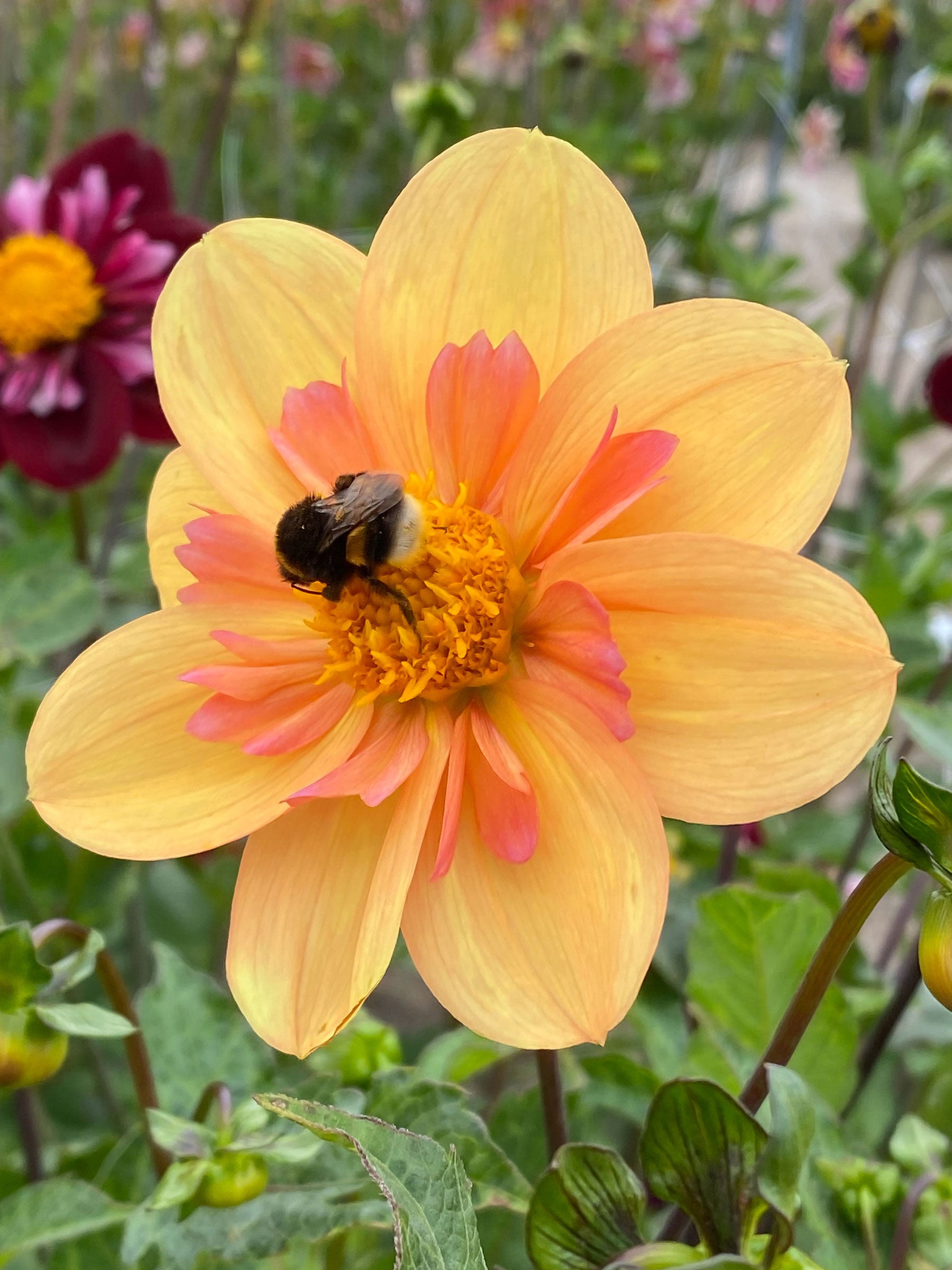 Kelsey Annie Joy dahlia up close and personal with friendly pollinating bee on a sunny afternoon- Blue Buddha Farm