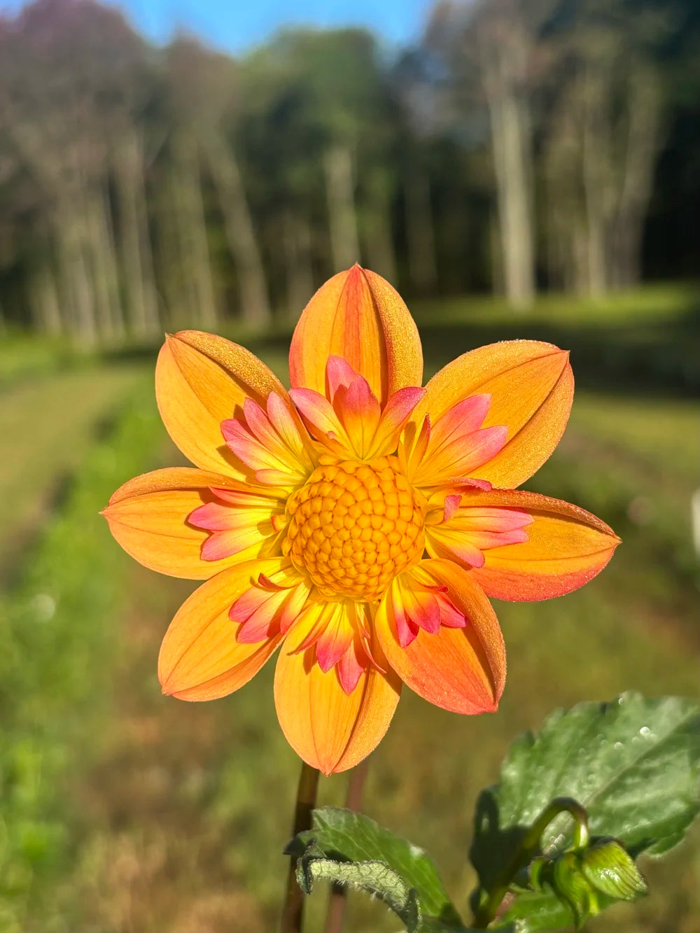 Kelsey Annie Joy dahlia being kissed by the morning sun- Blue Buddha Farm