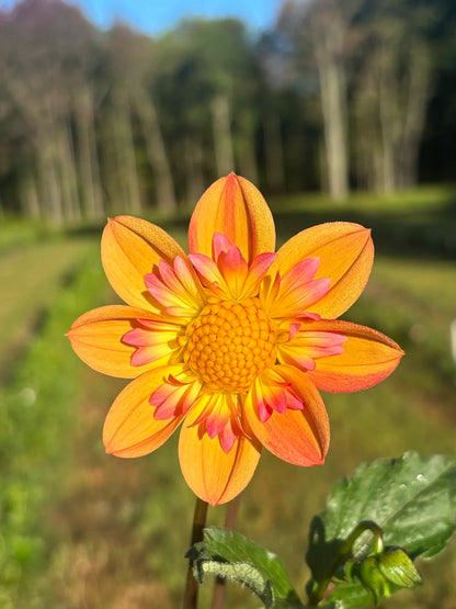 Kelsey Annie Joy dahlia being kissed by the morning sun- Blue Buddha Farm
